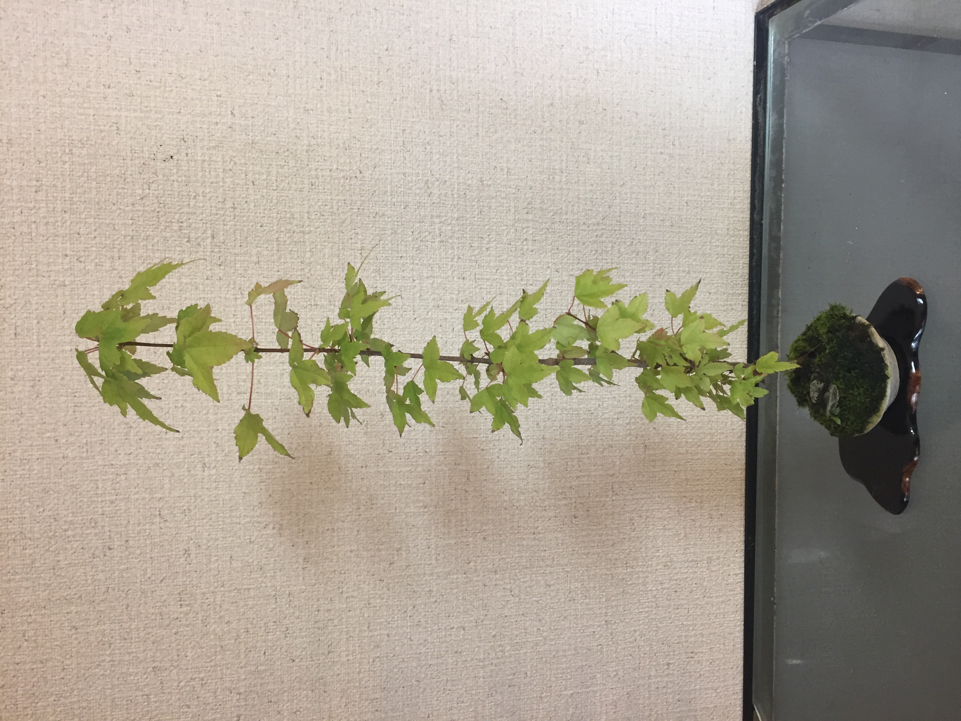成彦 Shigehiko 盆栽 Bonsai / ミヤサマカエデ