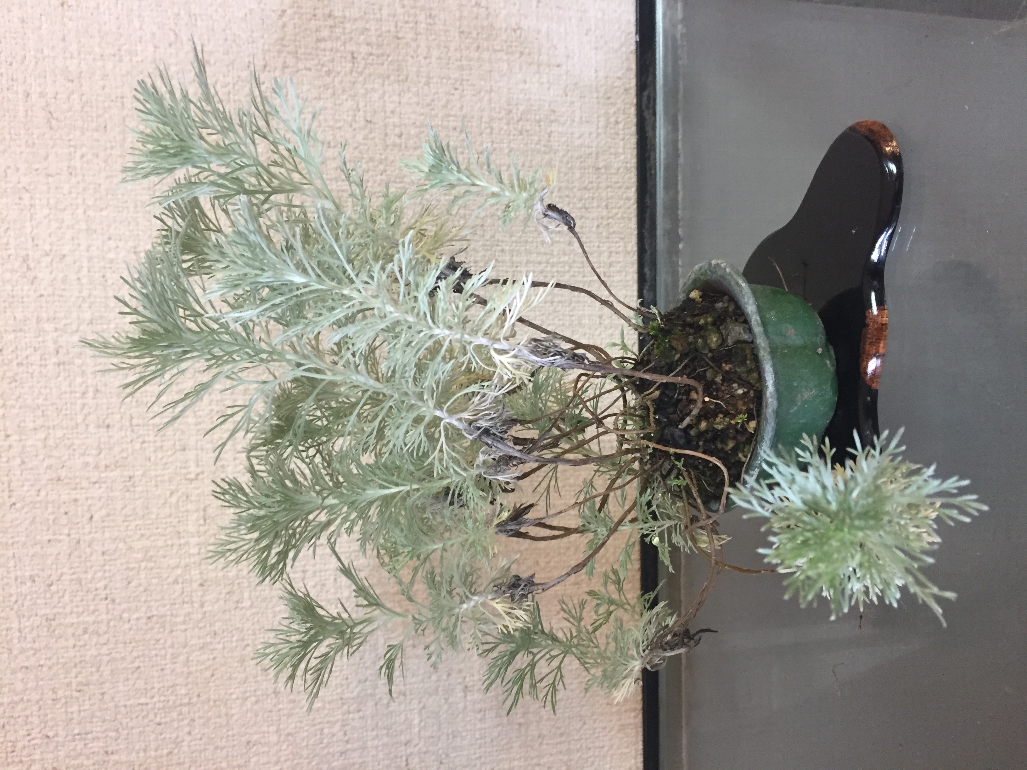 成彦 Shigehiko 盆栽 Bonsai / クモキリソウ