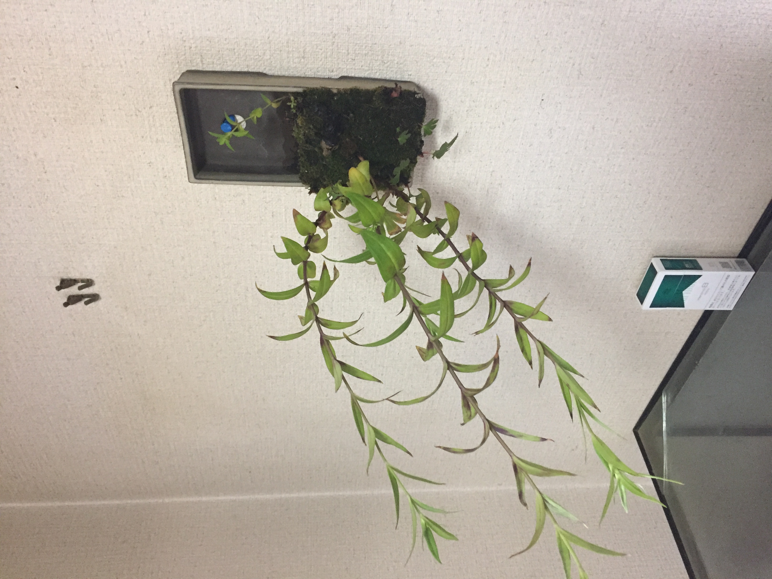 成彦 Shigehiko 盆栽 Bonsai / イワヤツデ リンドウ