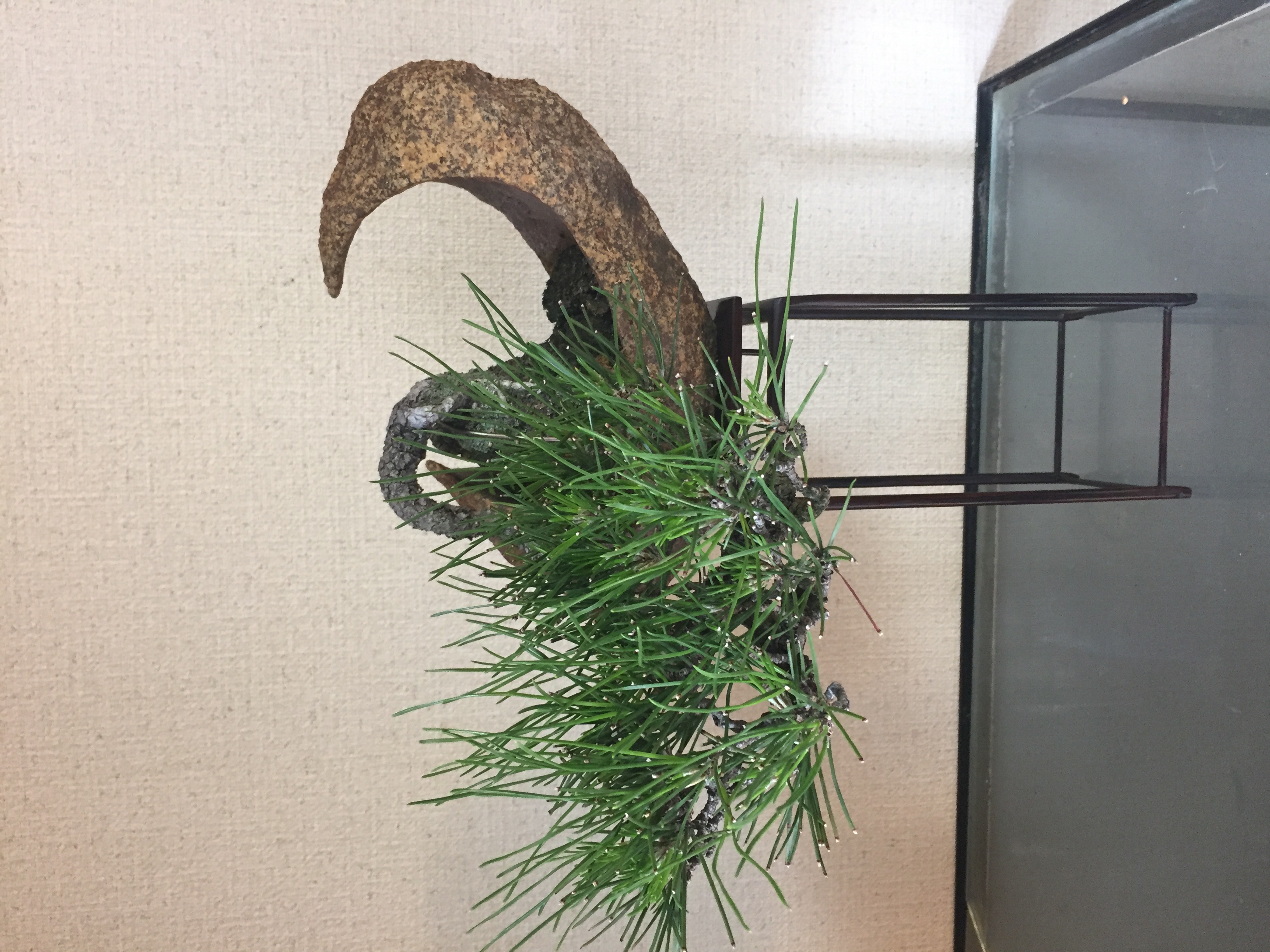 成彦 Shigehiko 盆栽 Bonsai / 黒松 クロマツ 鞍馬石
