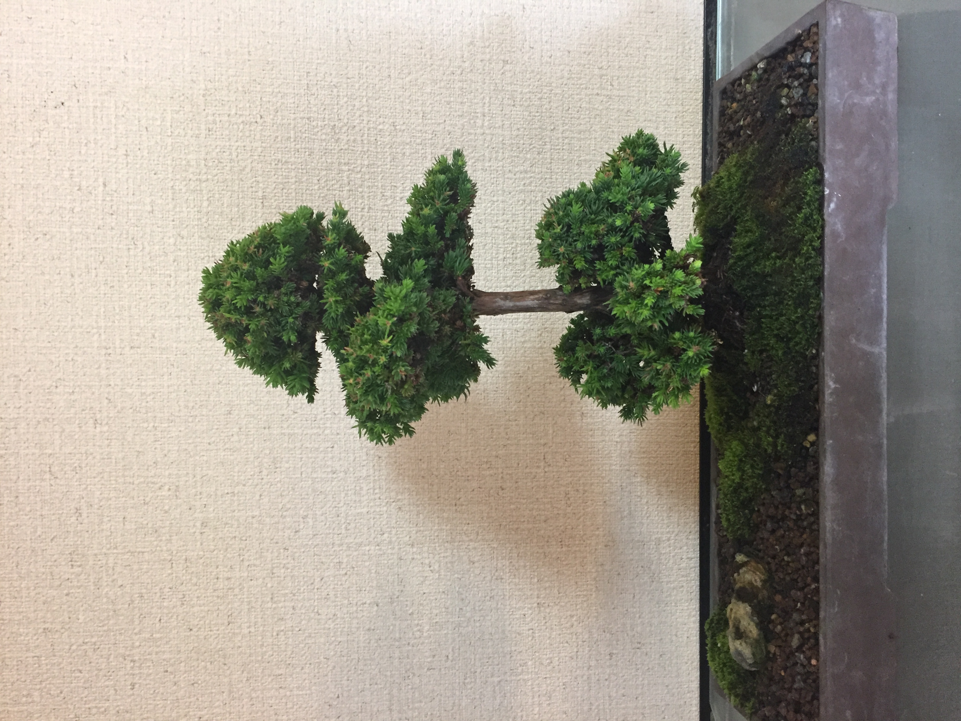 成彦 Shigehiko 盆栽 Bonsai / 杉 スギ