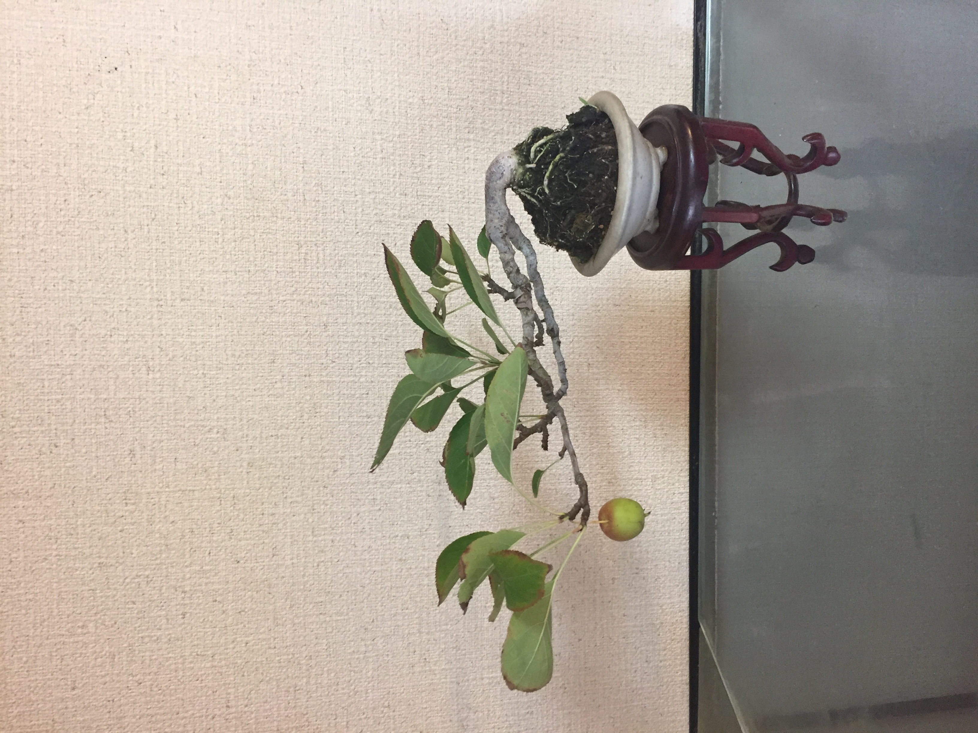 成彦 Shigehiko 盆栽 Bonsai / ひめりんご
