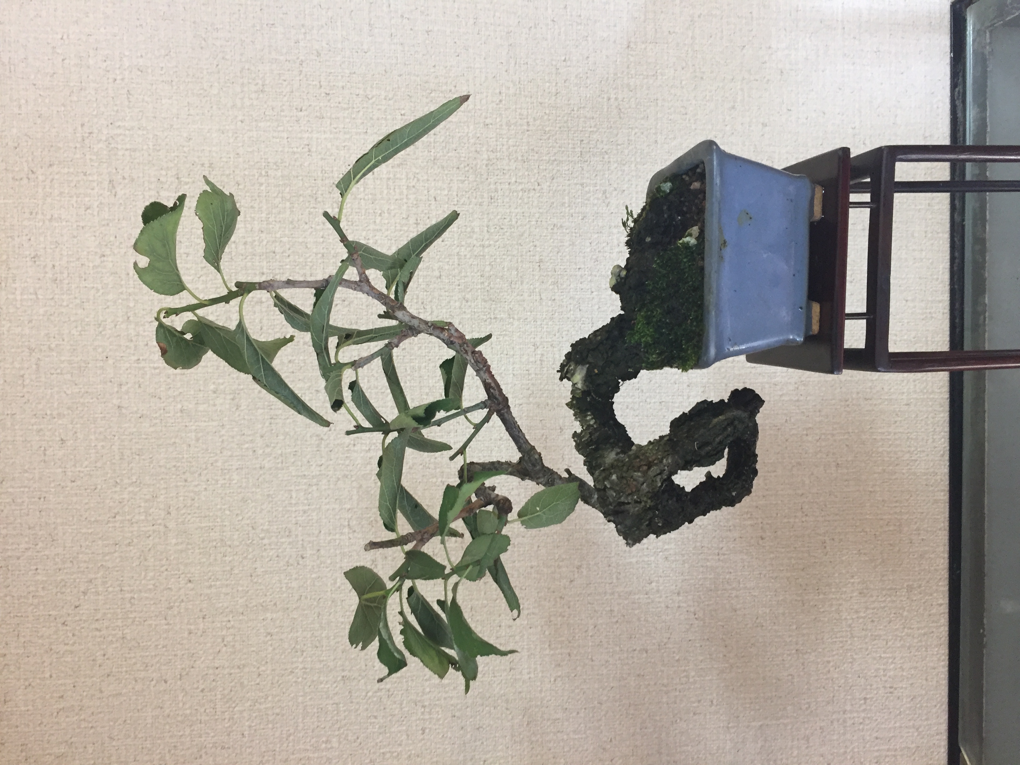 成彦 Shigehiko 盆栽 Bonsai / 野梅 ノウメ