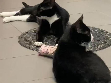 Introducing Mario and Luigi - My Descent into Mad Catdadism