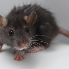 What is Hantavirus, and what should you know?