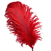 red whole ostrich feather