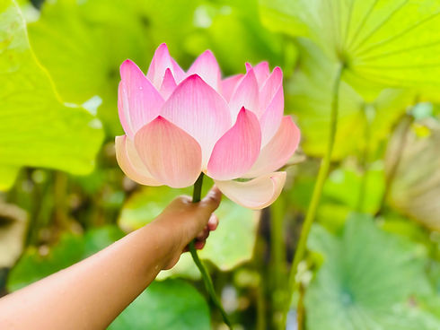 holding a big pink lotus flower-2.jpeg