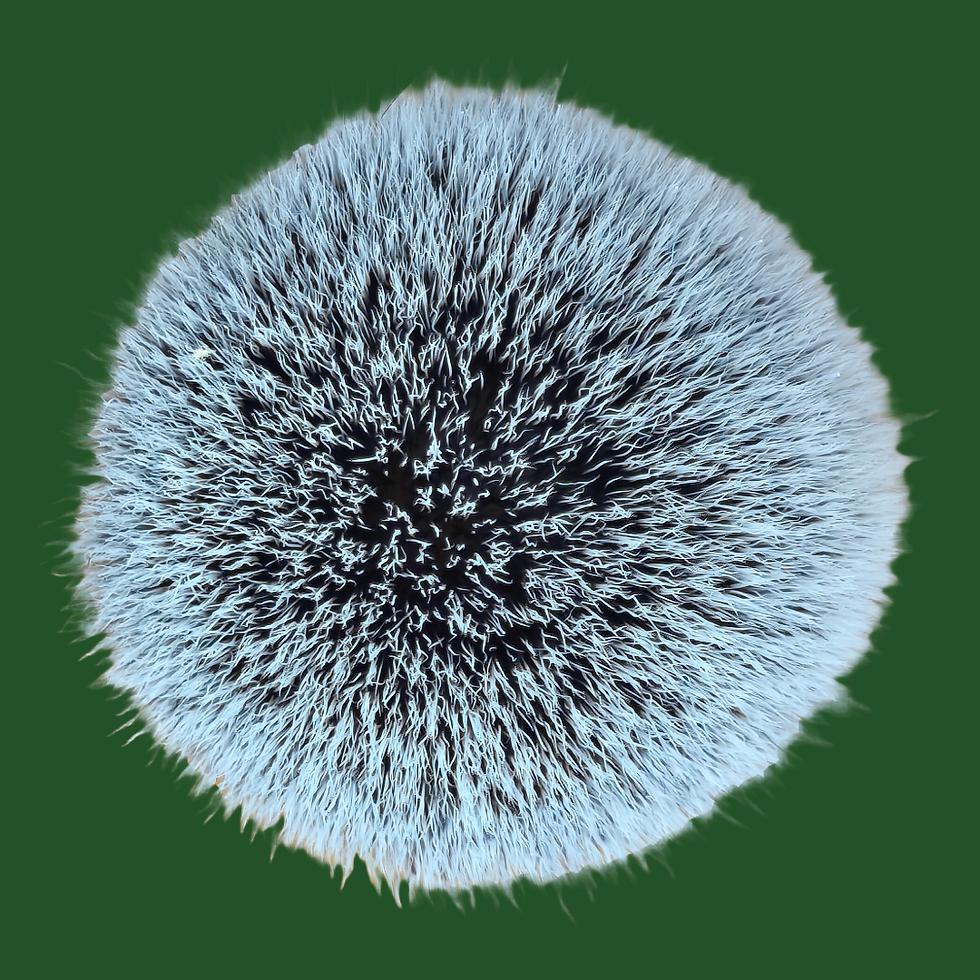 Thumbnail: "The Duke" synthetic shaving brush