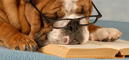 Smart Dog