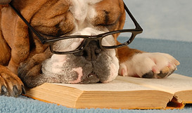 Smart Dog