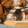 Chien lisant un livre