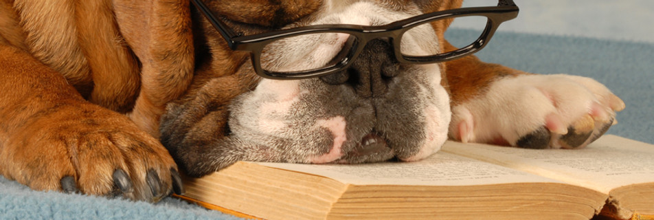Dog smart