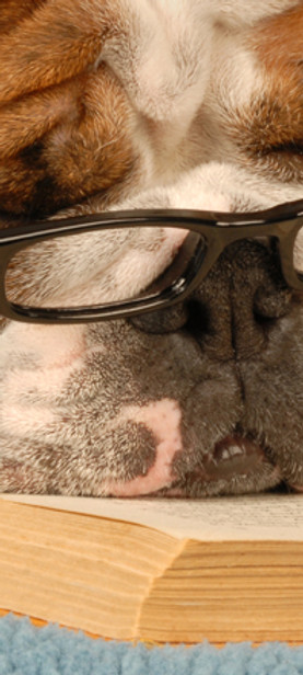 Dog smart