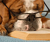 Smart Dog