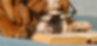 test évaluation d'éducation canine