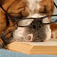 Smart Dog