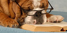Schlauer Hund