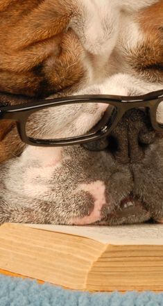 Smart Dog
