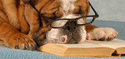 Smart Dog