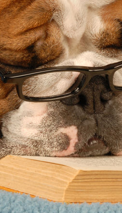 dog trainer, ma dog training south shore, ma Weymouth Braintree Hingham