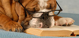 Smart Dog