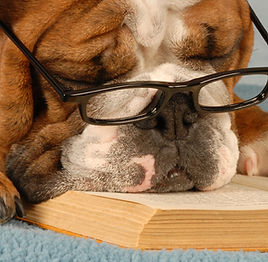 Smart Dog