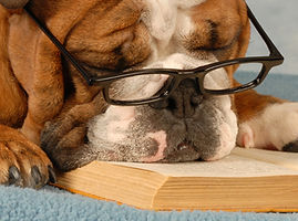 Smart Dog