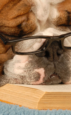 Smart Dog