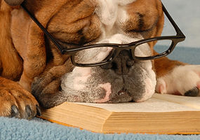 Problem Dog Behavioural therapy