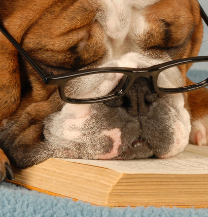 Smart Dog