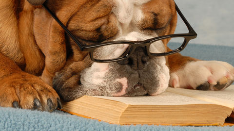11 dingen die wij mensen doen die honden haten....