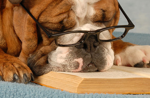 Schlauer Hund