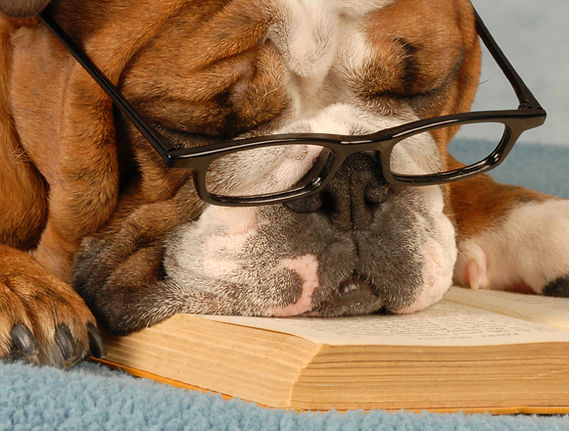 Chien lisant un livre