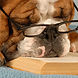 Smart Dog
