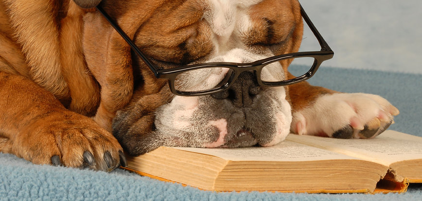 Schlauer Hund