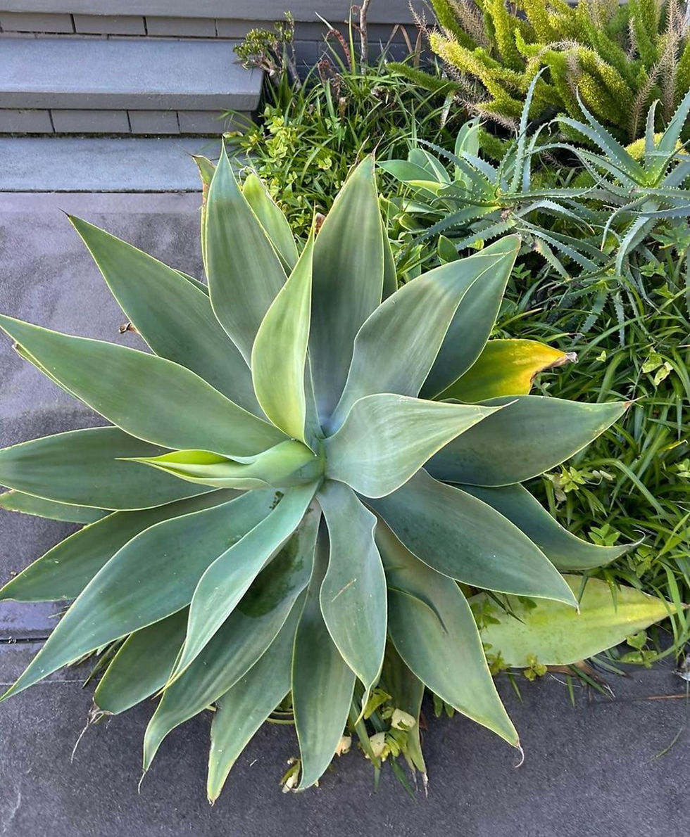 Large Agave