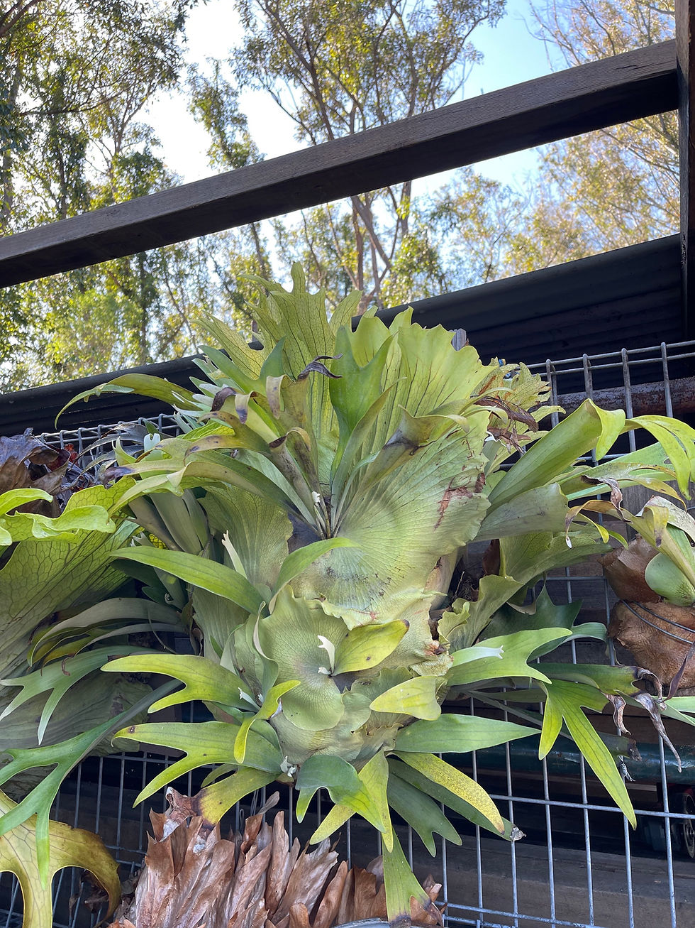 Thumbnail: Staghorn/Elkhorn Ferns