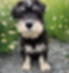 bobby_edited.jpg