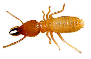 termite