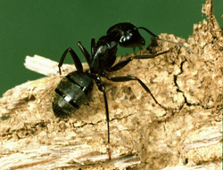 ant