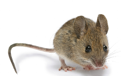 Rodents