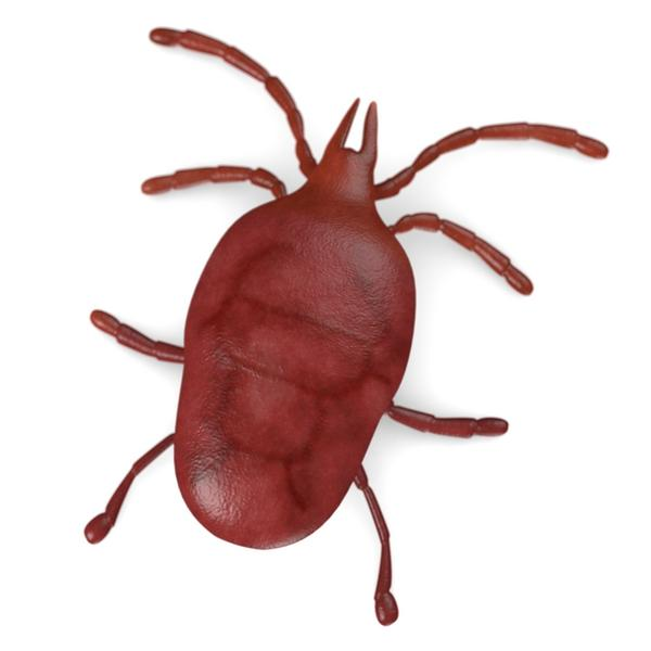 mite