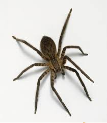spider