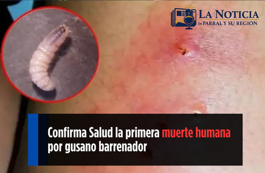 Primera muerte por gusano barrenador en México: la amenaza llegó del sur