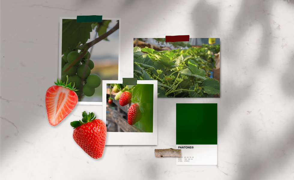 Morango, uvas e folhas verdes em fotos coladas em uma parede branca.