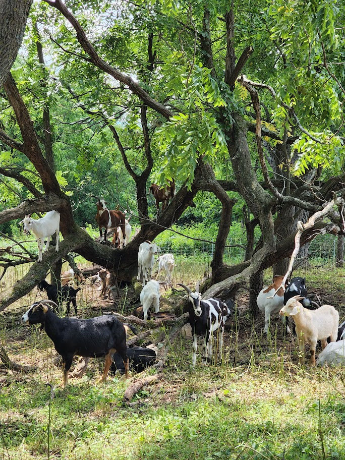 Grazing Goats.jpg