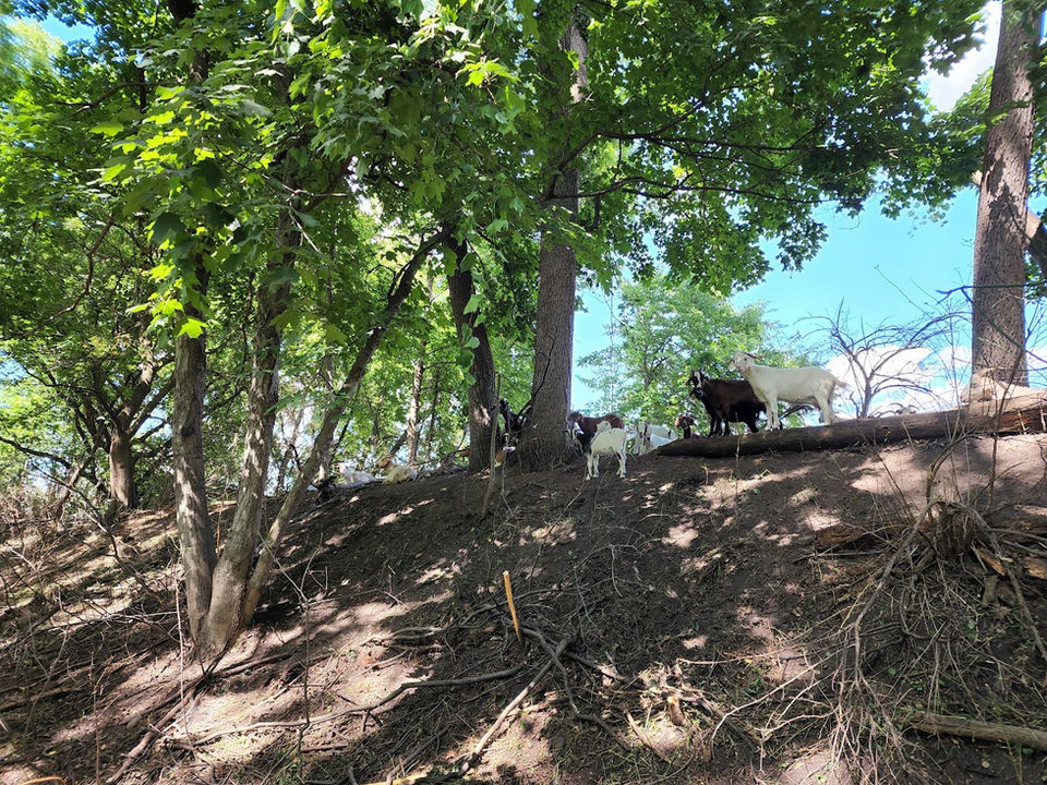 Goats for Grazing in Southern Wisconsin.jpg