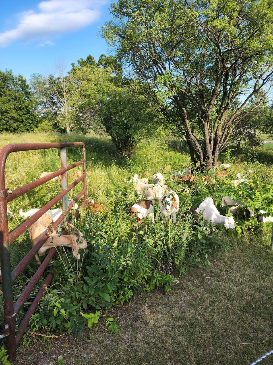 Grazing Goats in Southern Wisconsin.jpg