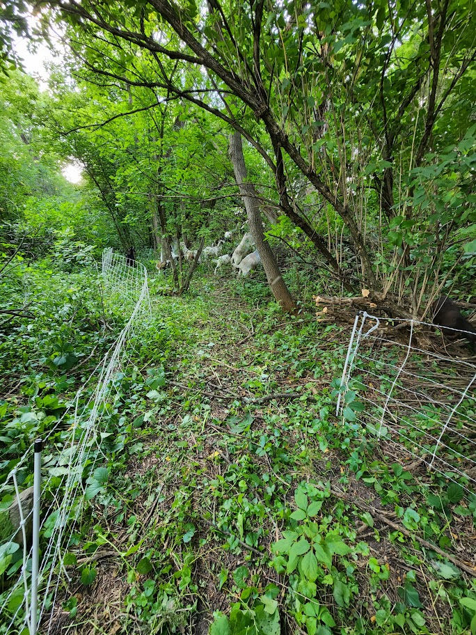 Economical, Safe Way to Clean Unwanted Plants from yard.jpg