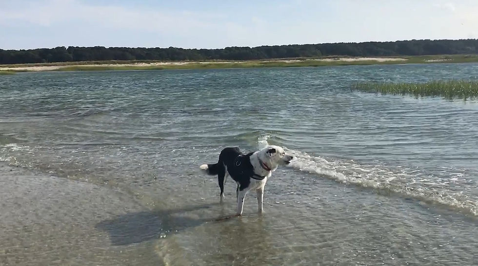 Enjoying the Beach Waves